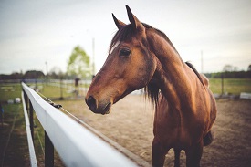 Horse Genetics 1