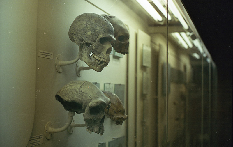 Early hominid skulls on display